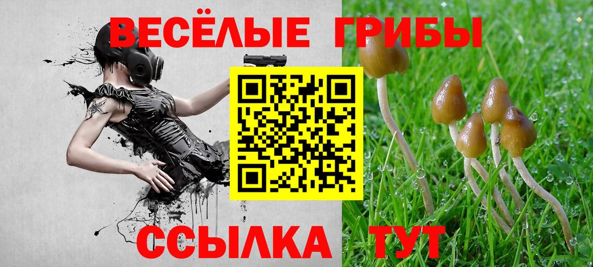 Галлюциногенные грибы Psilocybine cubensis Краснодар